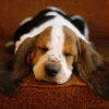 Animal beagle PFP