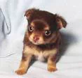 Animal chihuahua PFP