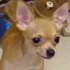 Animal chihuahua PFP