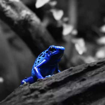 blue poison dart frog Animal Poison dart frog PFP