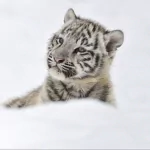 Animal white tiger PFP