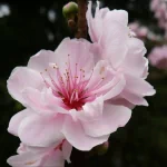 nature blossom PFP