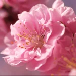 nature blossom PFP