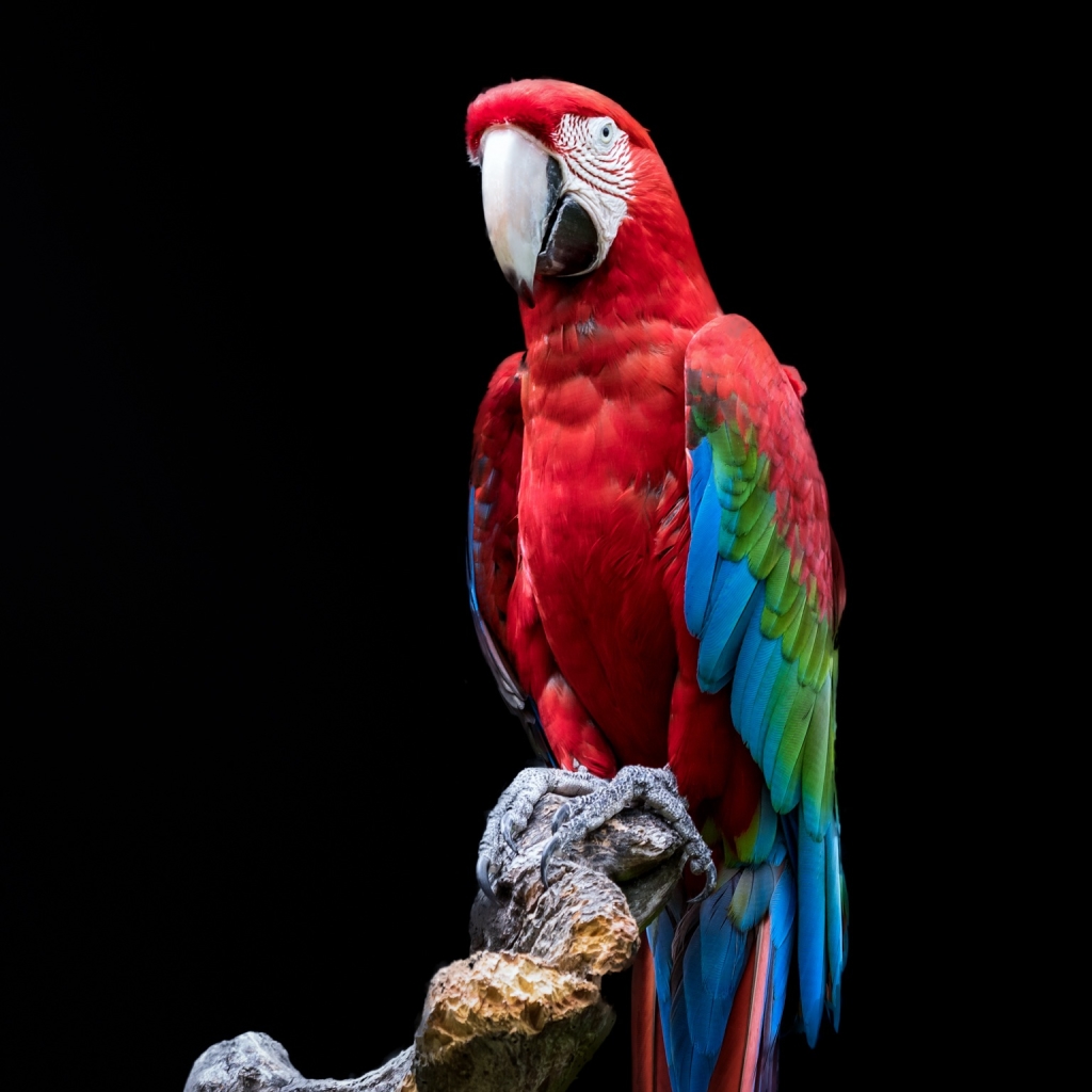 Red-and-green Macaw Portrait by Gerry