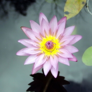 Water Lily Pfp
