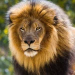 lion Animal PFP