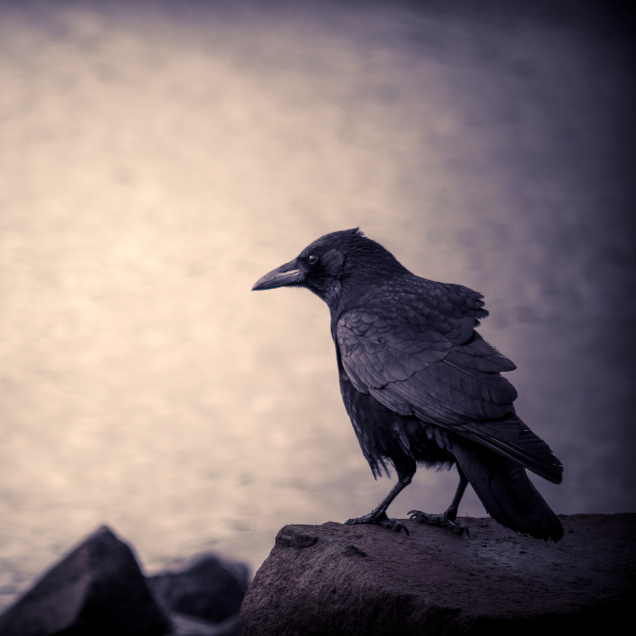 Crow Pfp by Danny Busch