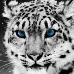 Download Animal Snow Leopard PFP