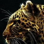 Download Animal Cheetah PFP