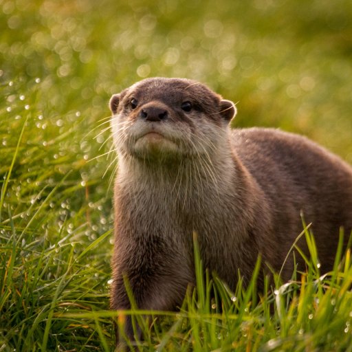 Otter pfp - Avatar Abyss