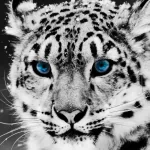 Animal snow leopard PFP