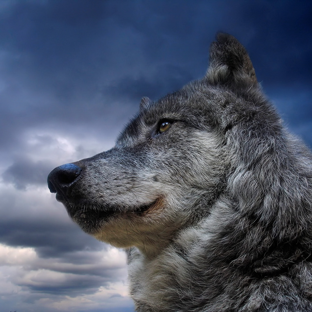 gray wolf Pfp