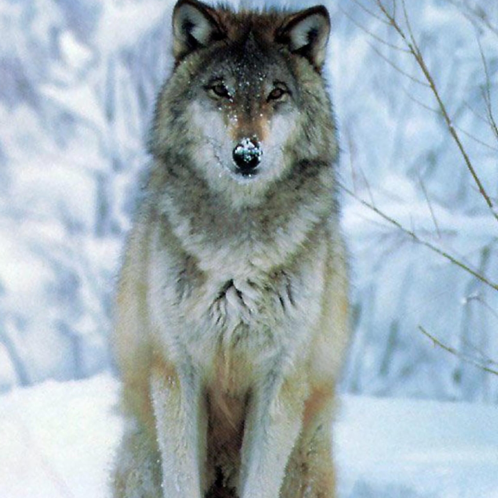 Волк снежный Свободный