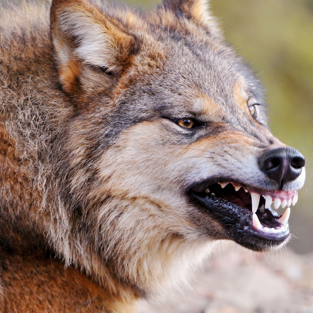 Wolf bearing his Teeth