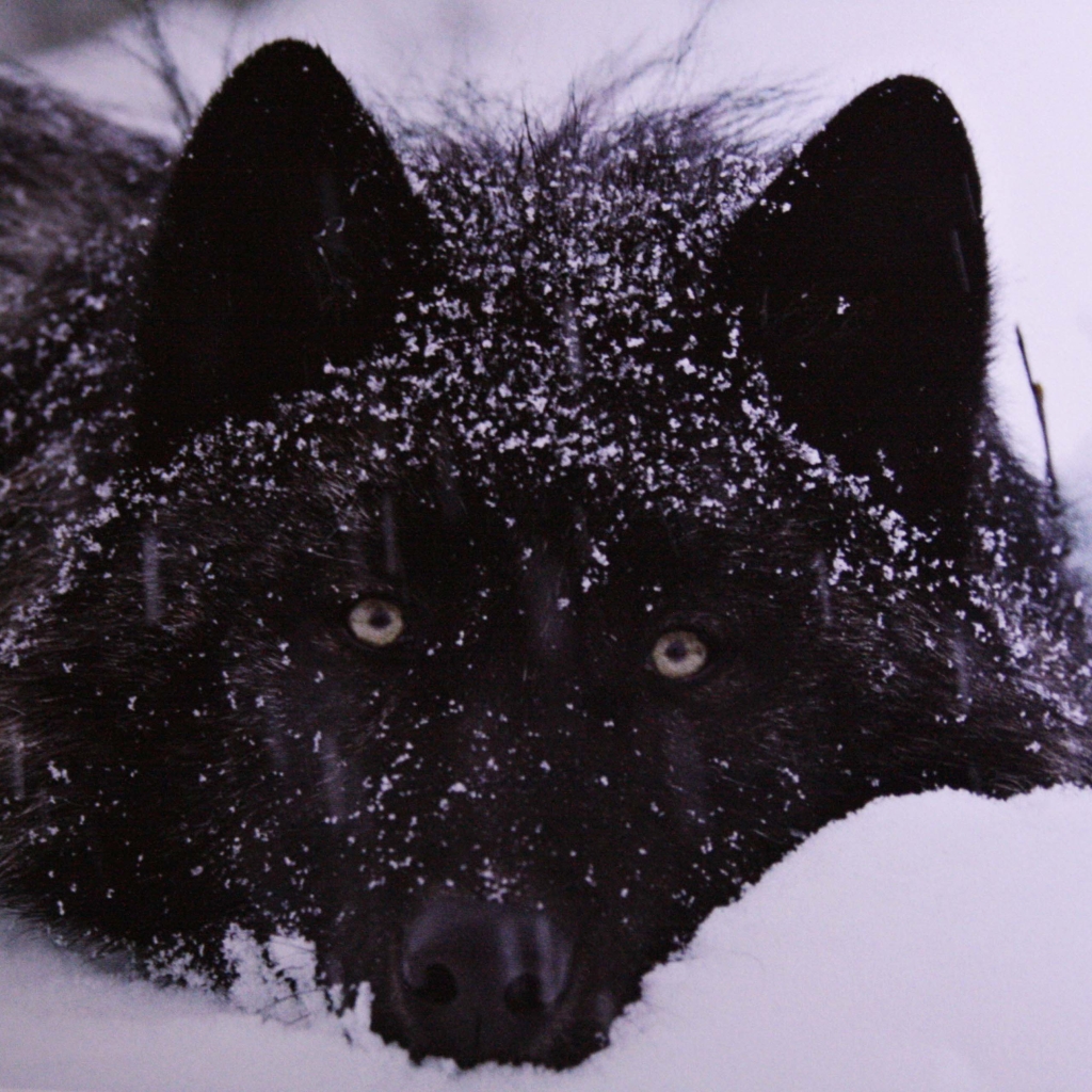 Black Wolf Over 1080 X 1080 : Ttdeye Black Wolf Colored ...