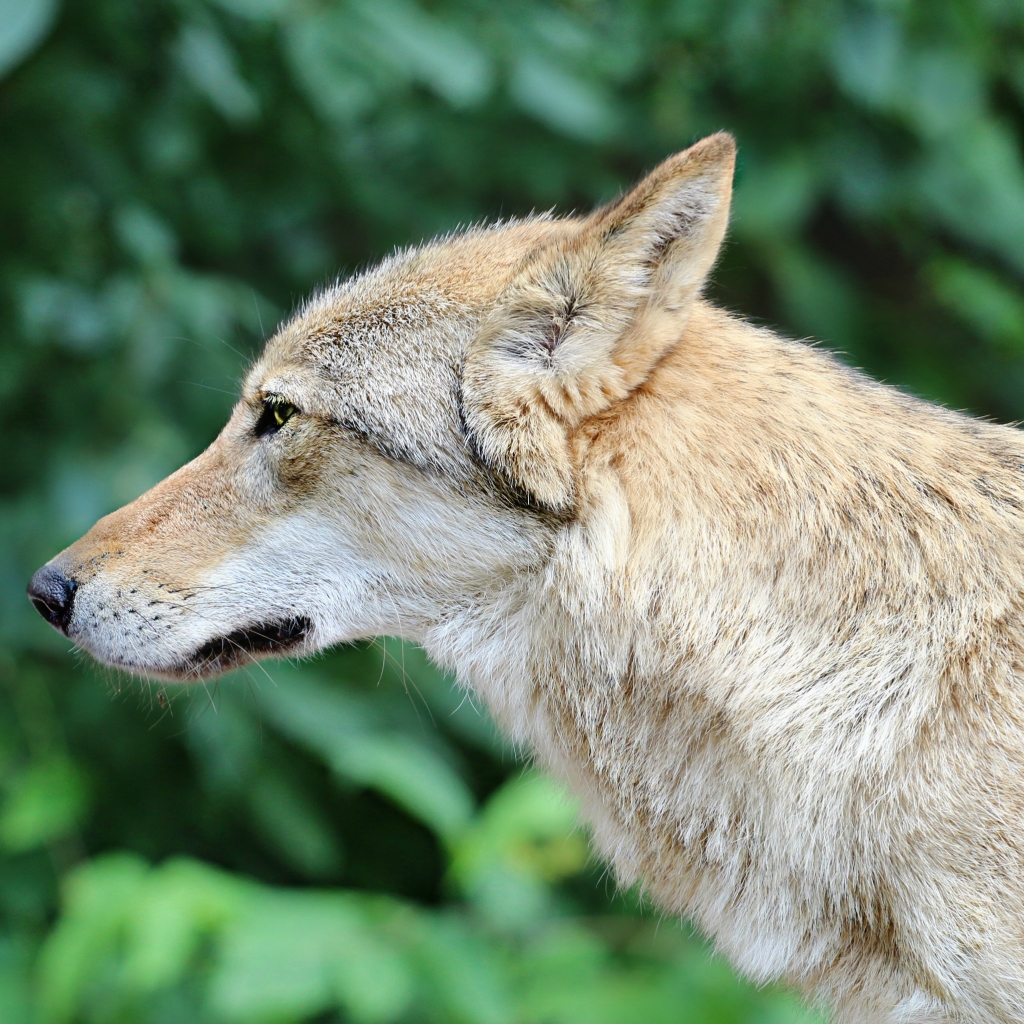 Canis Lupus, gray wolf or grey wolf by klimkin