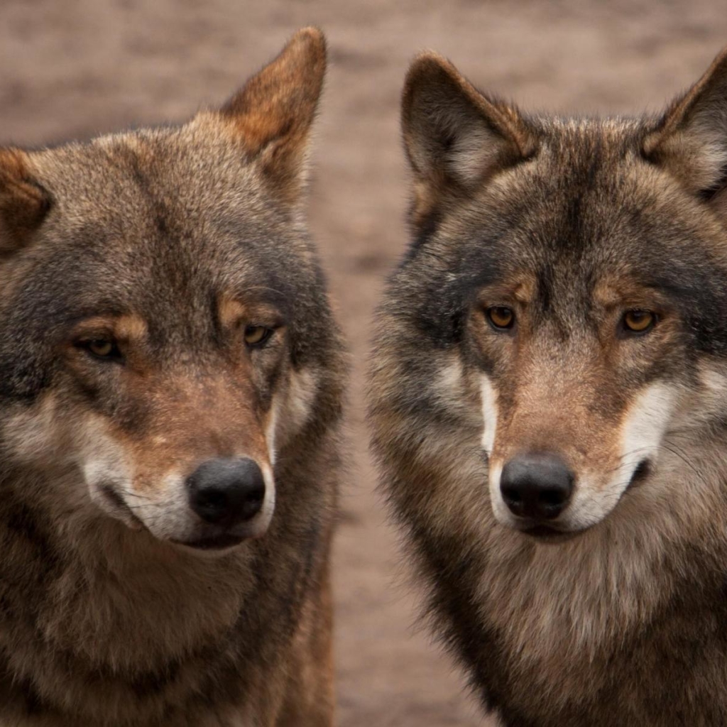 Beautiful wolves