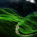 man made road PFP