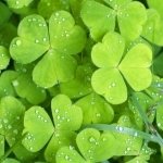 Download Nature Close-up PFP