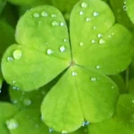 nature close-up PFP