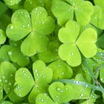nature close-up PFP