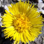 nature close-up PFP