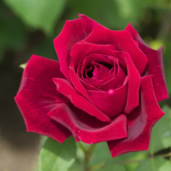 red flower red rose rose flower nature PFP