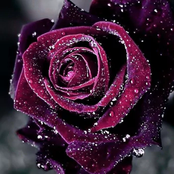  Purple Rose
