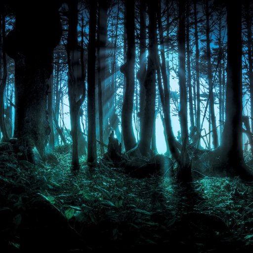 Download Spooky Creepy Night Tree Forest Wood Dark PFP
