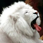 Close-up photo of a white lion yawning with its tongue out, shown as a forum avatar/profile photo.