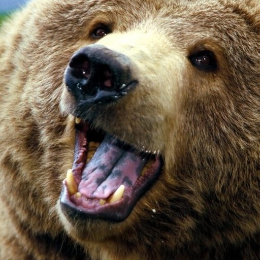 Download Grizzly Bear Animal PFP