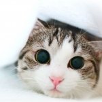 Download Animal Cat  PFP