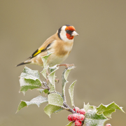 Goldfinch Pfp