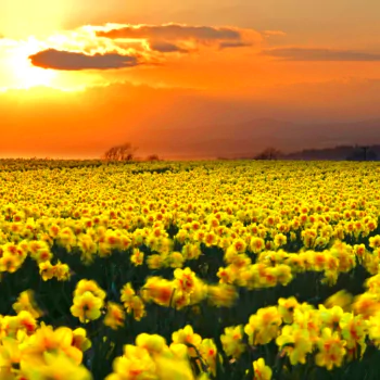 yellow flower flower daffodil nature PFP