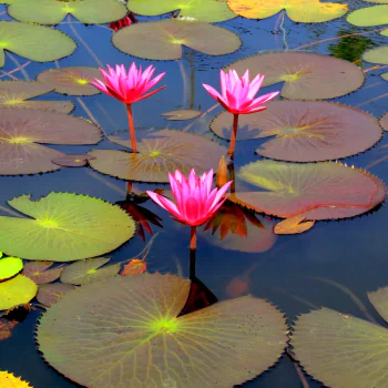 pink flower flower nature lotus PFP