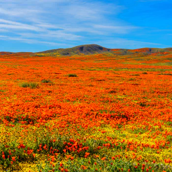 landscape orange flower meadow California flower nature PFP