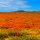 meadow