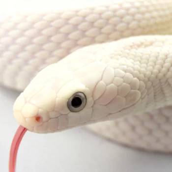 Animal snake PFP