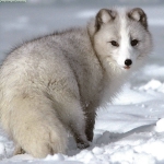 Arctic Fox Pfp