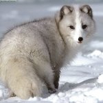Download Animal Arctic Fox PFP