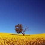 Download Nature Field PFP