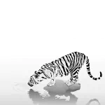 Animal white tiger PFP