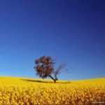 nature field PFP