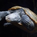 Download Animal Turtle PFP