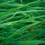 Download Nature Grass PFP
