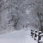 Download Nature Winter PFP