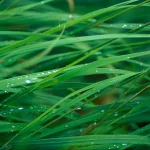 nature grass PFP