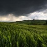 Download Nature Field PFP