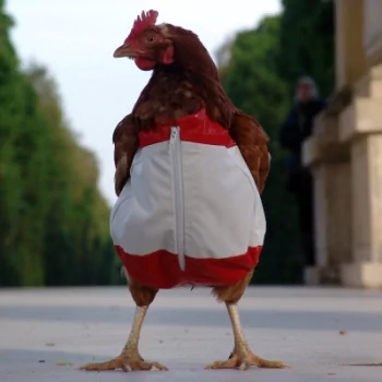  The Dressed Chicken