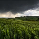nature field PFP
